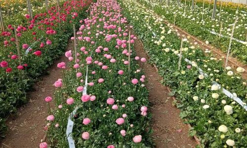 489129500_18494806102037210_7025023270309927041_n