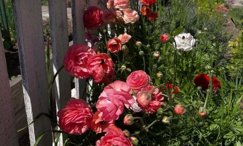 489408166_18043229996578884_1196537561606939567_n (1)