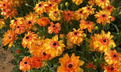 489768270_18496530970011185_1144435273065119736_n (1)