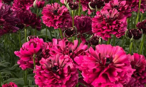 489822683_18496530904011185_3700972676586631125_n (1)