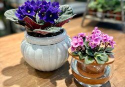 490059552_18504286660050247_3336478772882045030_n (1)