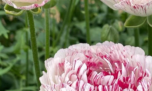 490079146_18496530997011185_877308392265804859_n (1)