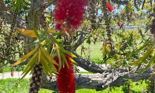 490188754_18309976993234109_4419334315686370860_n (1)