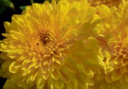 491002727_4178269292401308_9211534501002279274_n (1)