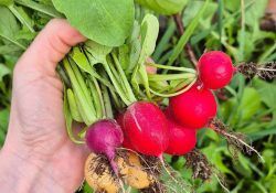 495807921_18507494074024470_8209107231396158512_n (1)