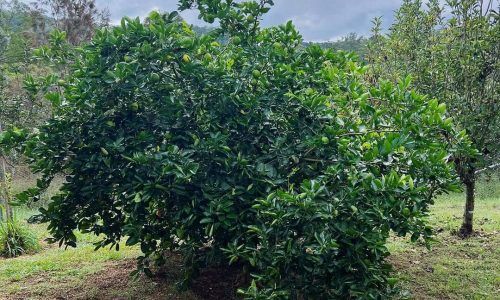 497268905_18150459745372514_2431496793790305566_n (1)