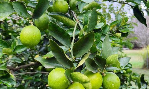 497521205_18150459781372514_9156720406071539440_n (1)