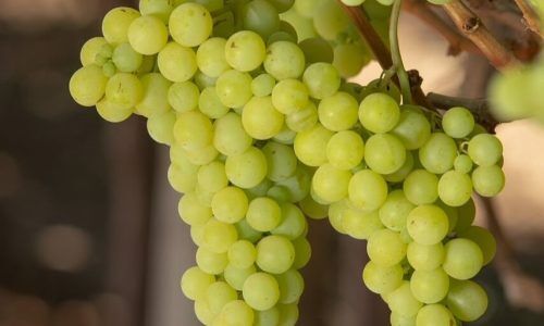 501220292_18349394419153754_6663243350617325120_n (1)