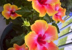 501230158_18507067618014176_5877384854663806437_n (1)