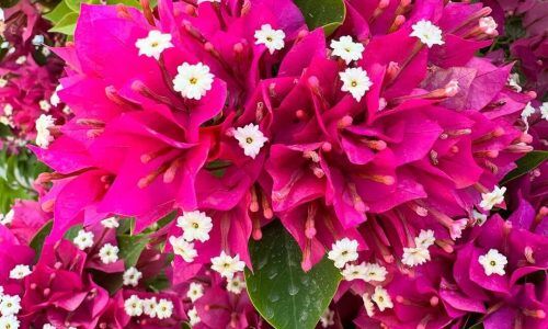 503272358_18081976396827026_7056019917346805821_n (1)