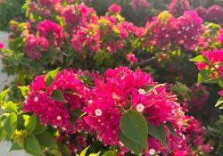 503373426_18081976360827026_5681593711401405213_n (1)