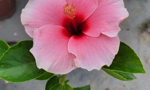 504007641_1041509741493945_4314447016325179219_n