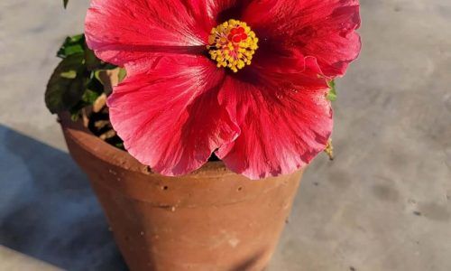 510443639_2048295005976766_1665528053683248248_n