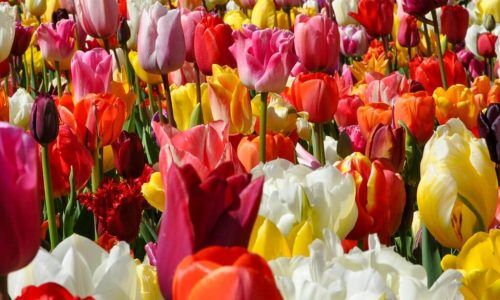 518276782_1033086082319427_6725132857142909773_n (1)