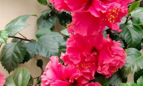 524319395_1086793973429515_6278150254681492241_n