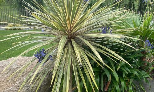 525258894_1303497338444564_6545119557502331361_n (1)