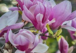 527454192_18320757391238049_3722981818990142997_n (1)