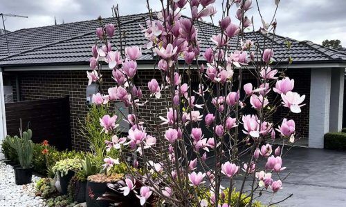 528706577_18525180397010075_7013757685550888946_n (1)