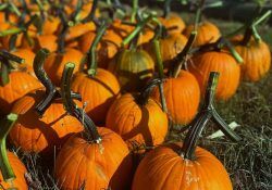 528875004_18108687634533215_6131141578762533508_n (1)