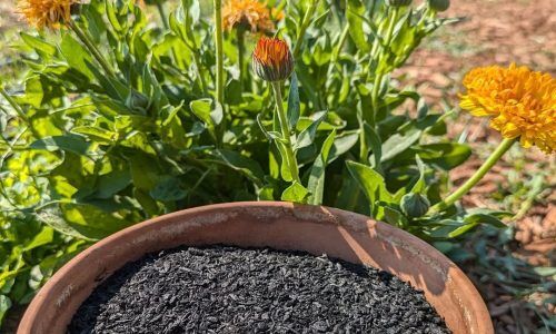 531011580_1195141692651163_9195826074024188151_n