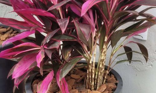 540339873_18023588144724992_6370697534000552154_n (1)