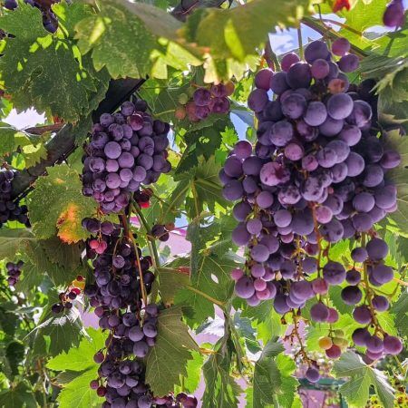 551213638_18080765633493067_3849209301447550873_n