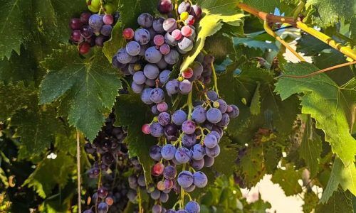 551306545_18080765615493067_7767744274421023563_n