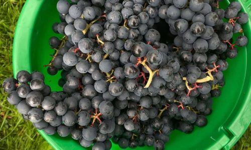 552179083_18321880489209903_8856767690907421758_n (1)