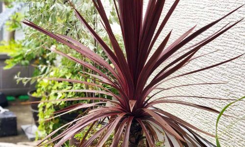 61851741_184632652529719_50639849964373494_n (1)