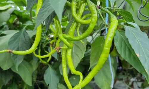 292507747_145782608108791_9161686574758750401_n (1)