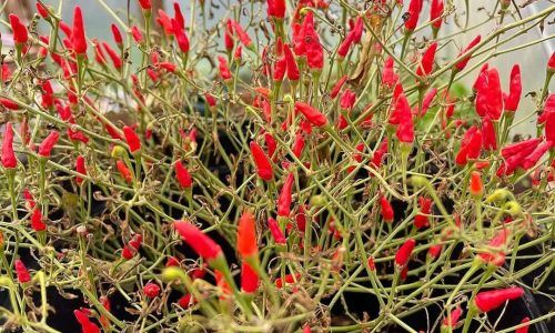 321194287_1155524971612221_1891666066117109885_n (1)