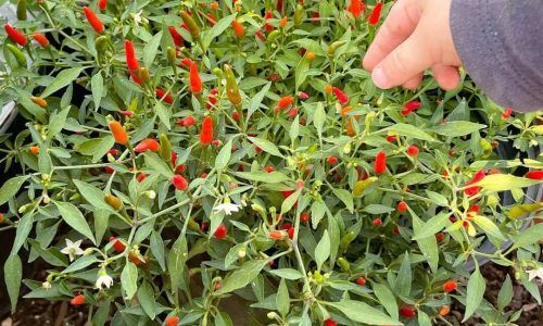 321567490_686122796475354_3465521399388178184_n (1)