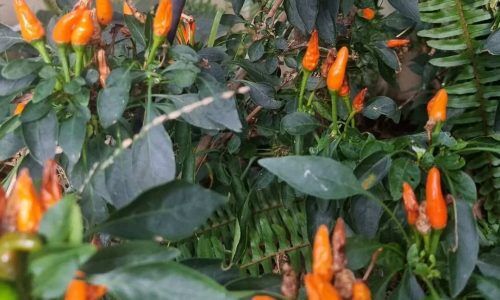 431795868_374665972029283_1969518336101419710_n