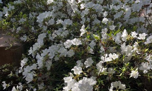 488529485_18497744761032378_2912473307378632129_n (1)