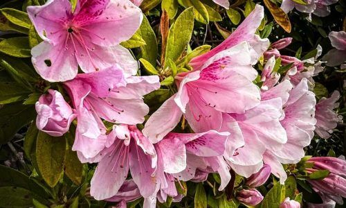 491507182_18489626473002854_6139209581131074441_n (1)