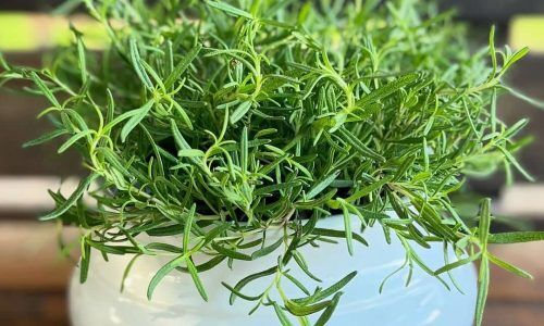 498615513_18014042396730144_6928382305333426106_n (1)