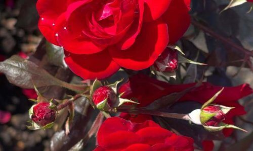 545371805_18136188961448929_529368514194554398_n (1)