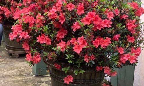 558985703_4029735493957907_8068812443853059990_n (1)