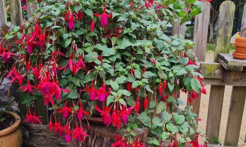 482338735_18397479826101149_9218794853411634172_n