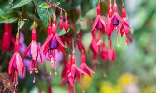 499168716_989667886665927_6480452274833620441_n (1)