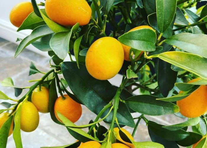 333490570_5949751885104318_5802789118866562326_n (1)