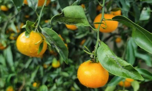 347075667_787743609648699_9180909863294951471_n (1)