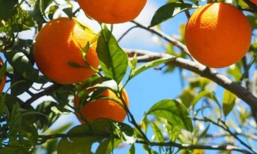 448077377_759732072909750_4023706548464092198_n (1)