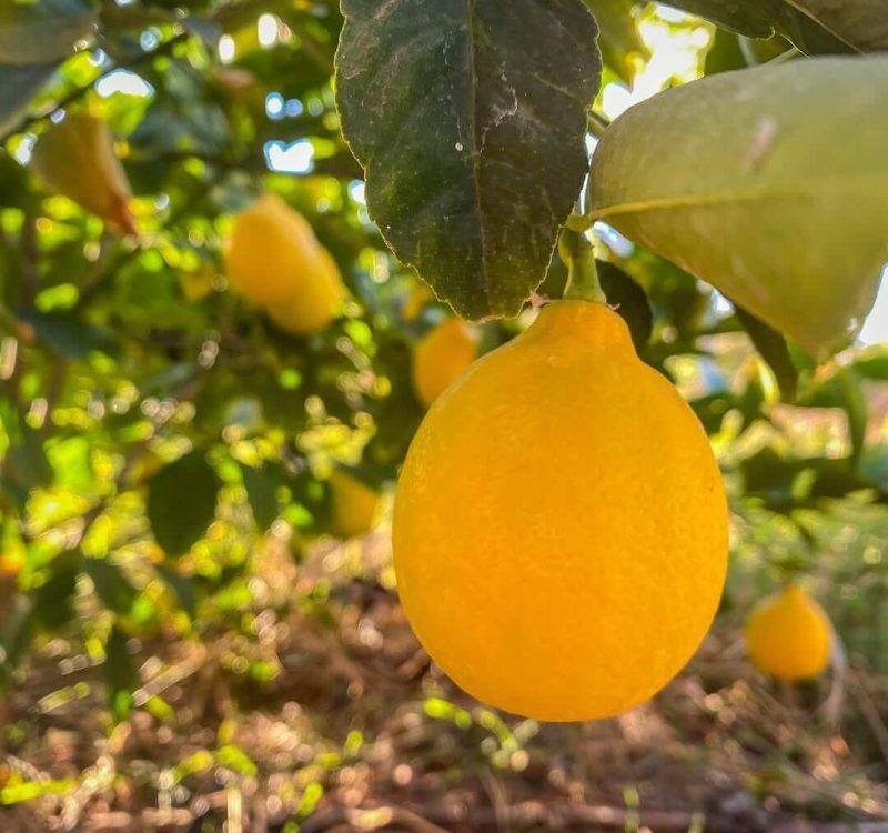 467694801_18466457590047032_3753788028524029804_n (1) 467694801_18466457590047032_3753788028524029804_n (1)