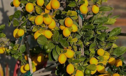 472995378_18386068000098654_7202639447045940426_n (1)