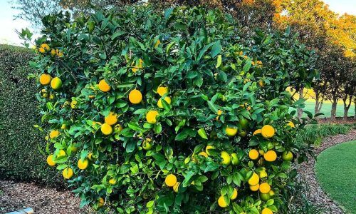 498550194_18509789149010075_3739755527949484226_n (1)