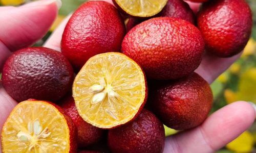 505772964_4176889372556375_7898848021768378217_n