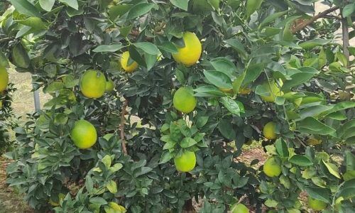 558209030_122229508718332418_2233230122453465313_n (1)