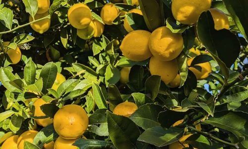 588644333_18541072720007121_1605609666946996984_n (1)