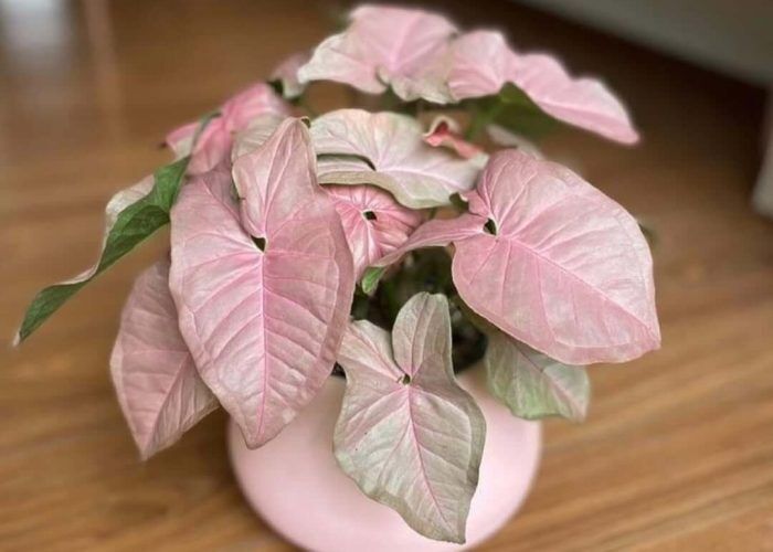 448144144_1241661410137257_1657515293385828124_n (1)